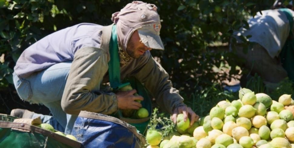 UATRE acuerda un 47% de aumento para los trabajadores del citrus