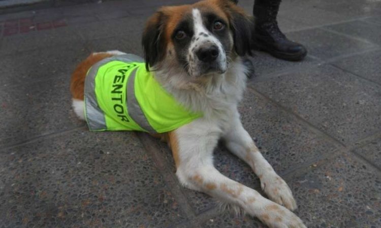 La emotiva historia de FIRULAIS , el perro callejero que se volvió agente de tránsito