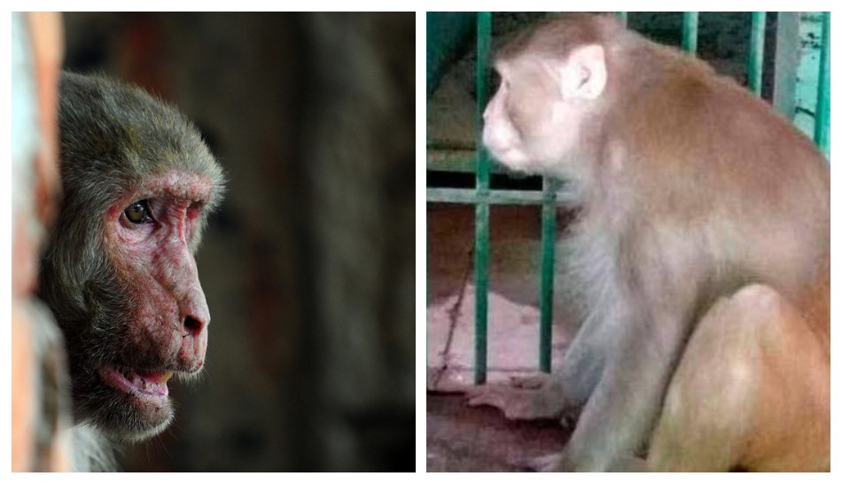  Mono adicto al alcohol pasará el resto de su vida en la jaula de un zoológico por matar a una persona y morder a 250 