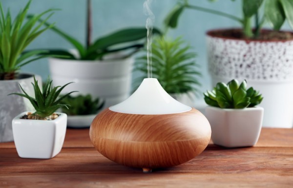Plantas que eliminarán las malas energías de tu hogar