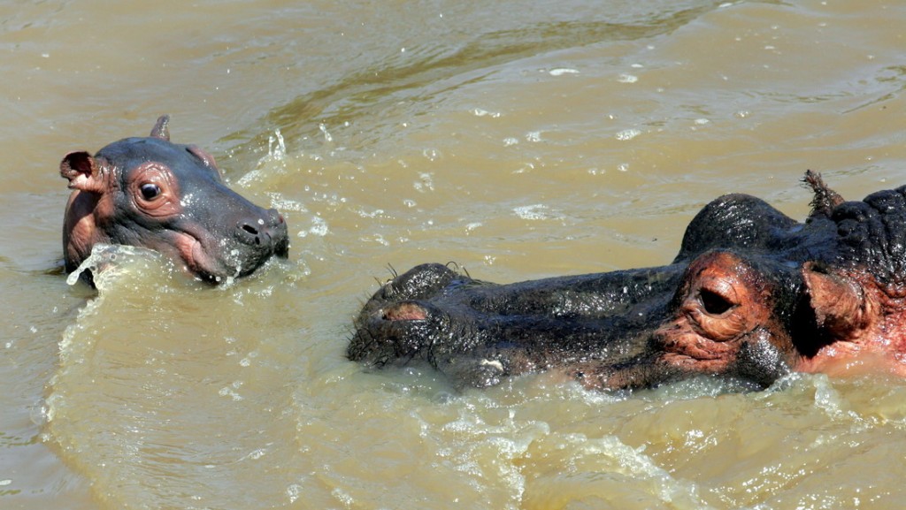 Dos jóvenes hipopótamos ayudan a dos pájaros a pasar frente a un grupo de cocodrilos sin ser vistos 