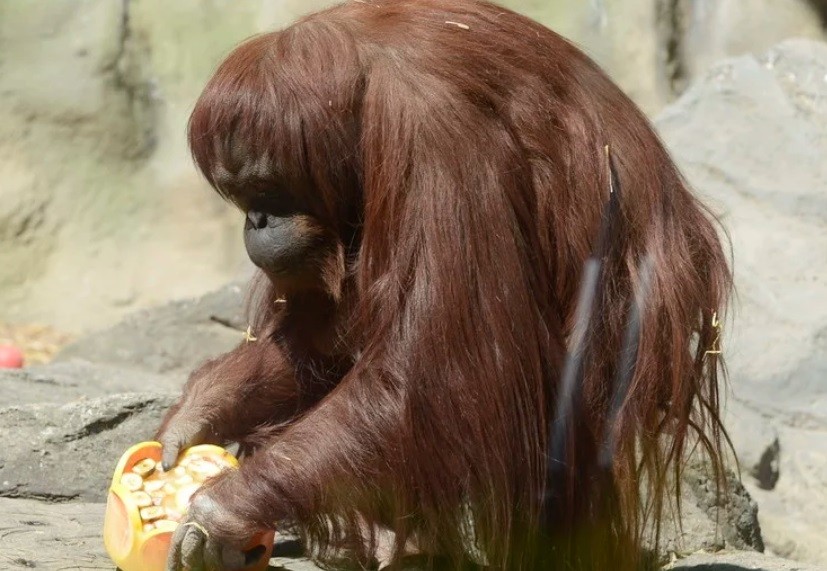 La orangutana Sandra, sera puesta en libertad en un Santuario en Dallas